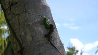 Gecko vs Lizard [upl. by Aeduj]