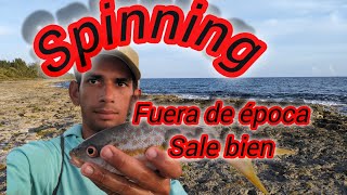 PESCA de RABIRUBIA con SEÑUELO Pequeño 🇨🇺🇨🇺 [upl. by Aubry754]