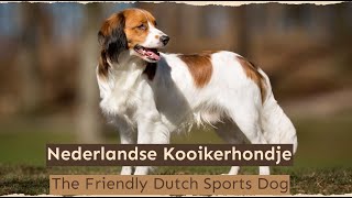 Nederlandse Kooikerhondje – The Friendly Dutch Sports Dog [upl. by Tayyebeb615]