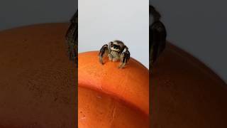 CUTE JUMPING SPIDER HYLLUS DIARDI🇨🇭🕷spider araignée cute kawaii spinnen jumpingspider swiss [upl. by Gnanmos]