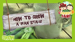 How to Grow a Bean Stalk  Kids Garden Gang Project at Haskins [upl. by Ydnih226]