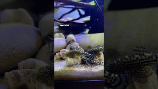 Sewellia lineolata Speedy Catfish Aquarium 💨💨shortvideo aquarium catfish flossensauger [upl. by Ayet]