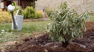 Comment planter un pieris  andromède du japonarbre au muguet au jardin   Truffaut [upl. by Thorfinn222]