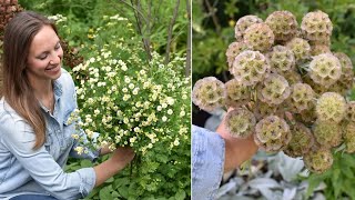 Sowing Saved Starflower Seeds amp Feverfew Inside  Scabiosa stellata  Northlawn Flower Farm [upl. by Newby]