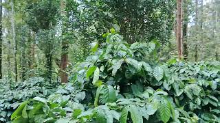 stream attached 3 acres of coffee estate for sale in sakleshpur [upl. by Gothurd241]