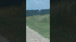 white tailed deer 🦌 running wild in north carolina wildlife deersighting deer july2024 [upl. by Eelorac980]