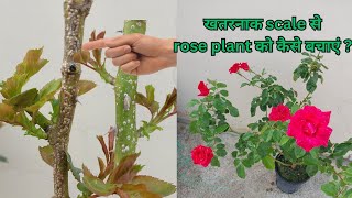 How do you get rid of scales on Rose flower plant  Best Insecticide for Scale disease [upl. by Lindeberg964]