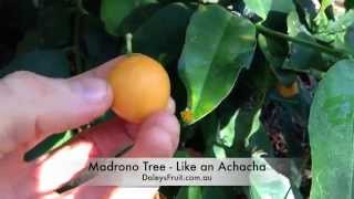 Madrono Arbutus Fruit Tree  Great in Australia [upl. by Rihat]