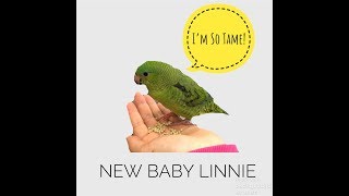 TAME BABY LINEOLATED PARAKEET  MY NEW PET [upl. by Akinahs73]