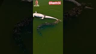 Crocodiles cannibals crocodile alligator animals wildlife fishing rear funny reptile [upl. by Leamsi]