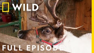 Reindeer Magic Full Episode  The Incredible Dr Pol [upl. by Heeley]