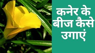 कनेर के बीज कैसे उगाएं  How to grow Oleander seeds  yellow oleander [upl. by Lasala958]