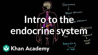 Intro to the endocrine system  Health amp Medicine  Khan Academy [upl. by Hanimay624]