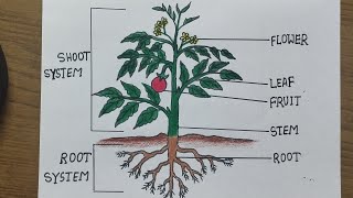 How to draw the parts of plant 🌱Science diagram for school project  Very Easystep by step [upl. by Benildas73]