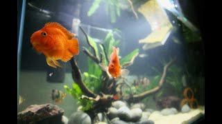 EPIC AQUARIUM FEEDING  Blood Parrots Tiger Barbs Clown Loaches [upl. by Zerelda23]