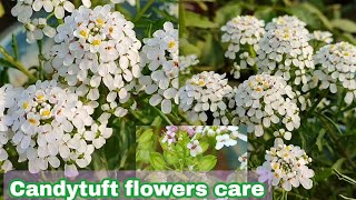 Candytuft flower plant care n grow tipsकैंडीटफ्ट फूल के पौधे की देखभाल कैसे करेIberis sempervirens [upl. by Madel]