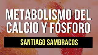 Metabolismo de vitamina D Calcitonina y PTH [upl. by Musser]