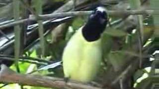 Green Jay Cyanocorax yncas vocalizing [upl. by Nilac150]