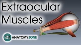 Extraocular Muscles  Eye Anatomy [upl. by Aelanej]