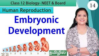 Gastrulation and Embryonic Development  Class 12 Biology தமிழ் [upl. by Knowland]