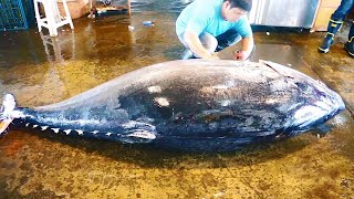 500KG giant bluefin tuna cutting for Sashimi [upl. by Euqinue]