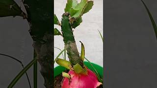 Grow Dragon at Home  Using Aelovera farming plants shorts [upl. by Prue]