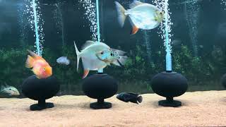 180 gallons American cichlids [upl. by Ripp]