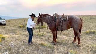 Big Red Pitchfork Ranch Horse Sale June 2 4th [upl. by Madai]