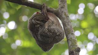 Sunda Flying Lemur Galeopterus variegatus or Sunda Colugo adult cleaning itself [upl. by Ennovyhc]