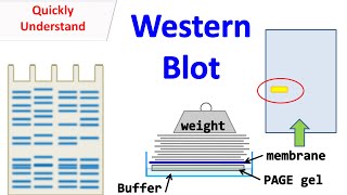 Western blot [upl. by Eahsed]