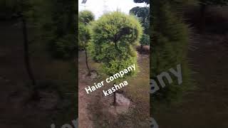 Haier company kashna Noida [upl. by Monahan]