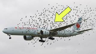 The Pilot Cried when He Realized Why the Birds Were Flying Next to The Plane [upl. by Isaac485]