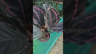 calathea maranta plant online sale  indoor plant collection  shorts garden [upl. by Dorothy]