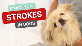 Symptoms of Strokes in Dogs [upl. by Nylarat]