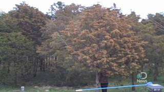 Massive Tree Pollen Explosion Explained [upl. by Coppock762]