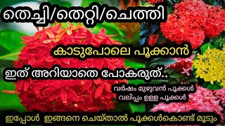 തെച്ചി കുലകുത്തി പൂക്കും തഴച്ചുവളരുംthechi plant care in malayalamchethi pookkanthettiplant care [upl. by Wileen]