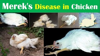 Mereks disease in Poultry  Poultry Diseases and their Treatment [upl. by Innej]