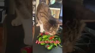 Tybalt did not approve of the tower garden harvest 😒🌶️😾catvideos catlover catlady catshorts [upl. by Yeniar]