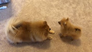 Tiny pomeranian puppy barking running cute puppy [upl. by Bonilla515]