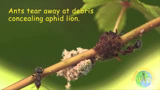 Attack of the Aphid Lions [upl. by Nerred]