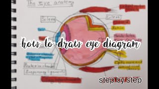 how to draw eye how to draw eye diagramclass 10th [upl. by Pages]