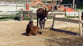 Les écuries de la Clape  Pension pour chevaux en narbonnais [upl. by Haleak]