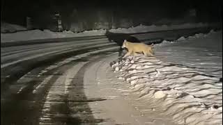 Leccezionale filmato dei lupi di Prato Leventina nella neve [upl. by Niar850]