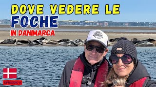 ➡️ COME vedere le FOCHE in Danimarca‼️imperdibile ESCURSIONE breve ed ECONOMICA 🦭🇩🇰 scopri come 👇 [upl. by Zeni]