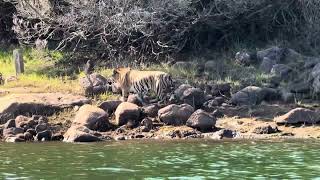 Tiger spotted at pykara boating [upl. by Justen943]