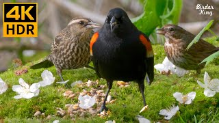 Cat TV for Cats to Watch 😺🌸 Beautiful Birds Squirrels Ducks in the Woods 🐦 8 Hours4K HDR [upl. by Slotnick959]