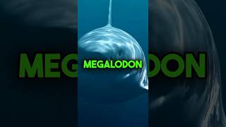 Is the Megalodon Still Alive [upl. by Herod]