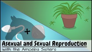 Asexual and Sexual Reproduction [upl. by Felecia]