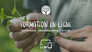 Formation en ligne botanique cueillette et herboristerie [upl. by Nosrac]