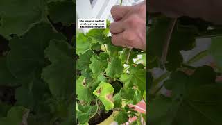 Garden Tips  Gardening  Geraniums  Plant Therapy  Gardening Tips for Beginners [upl. by Guildroy]